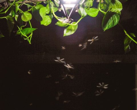 How To Keep Bugs Away From Your Porch Light