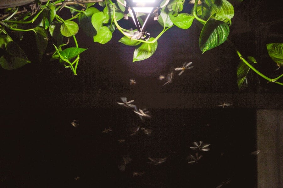 How To Keep Bugs Away From Your Porch Light