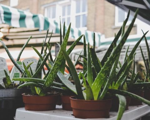 How To Save An Aloe Plant