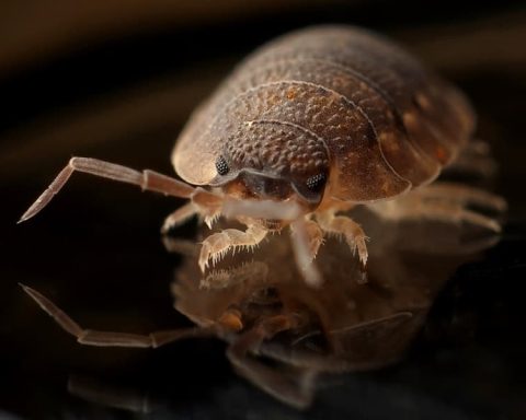 How To Find Bed Bugs During The Day 