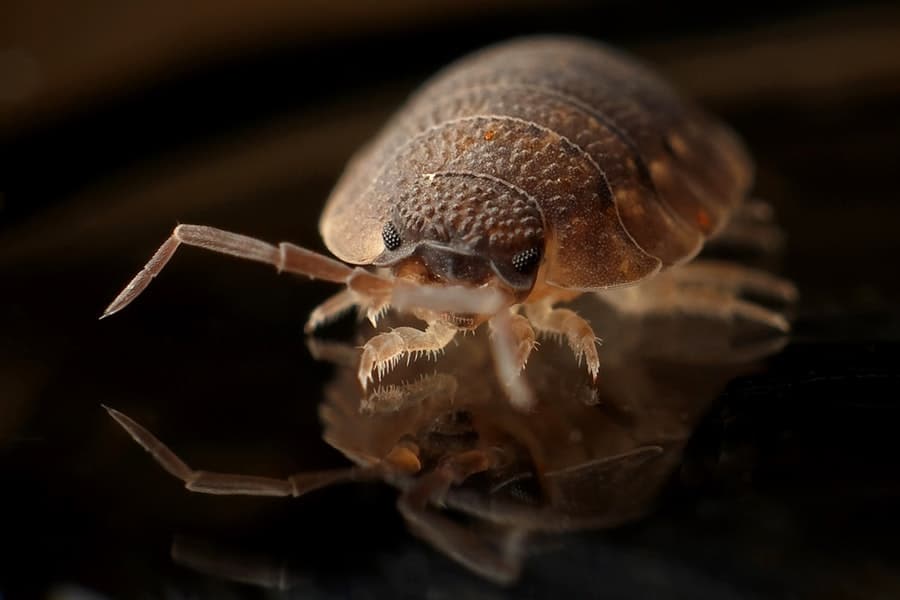 How To Find Bed Bugs During The Day 