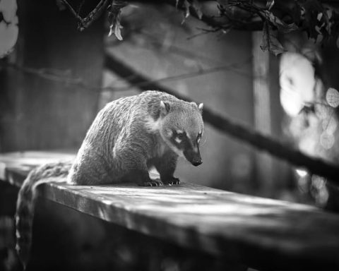 How To Get Raccoons Out Of The Attic