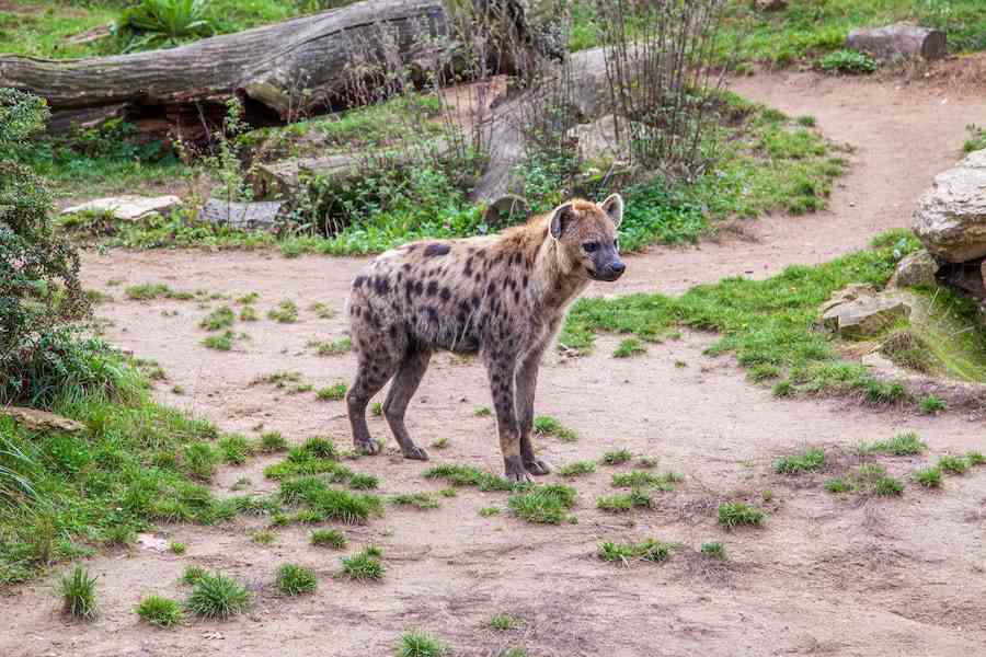 How Fast Can a Hyena Run