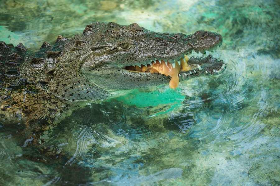 How Long Can An Alligator Go Without Eating