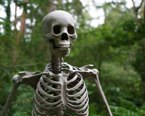 How Many Bones Make Up The Human Body
