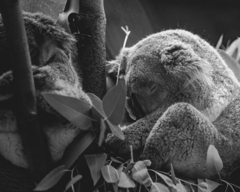 Are Koala Bears Dangerous