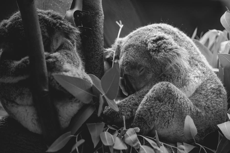 Are Koala Bears Dangerous