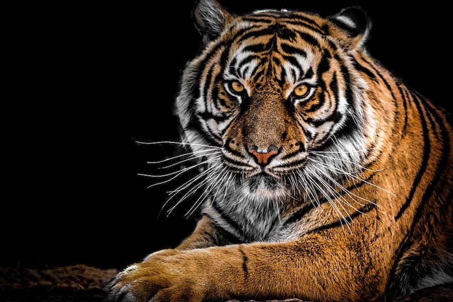 Can Tigers Be Domesticated