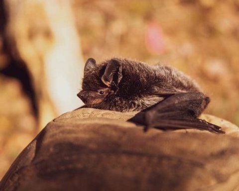 Do Bat Bites Itch
