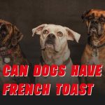 Can Dogs Have French Toast