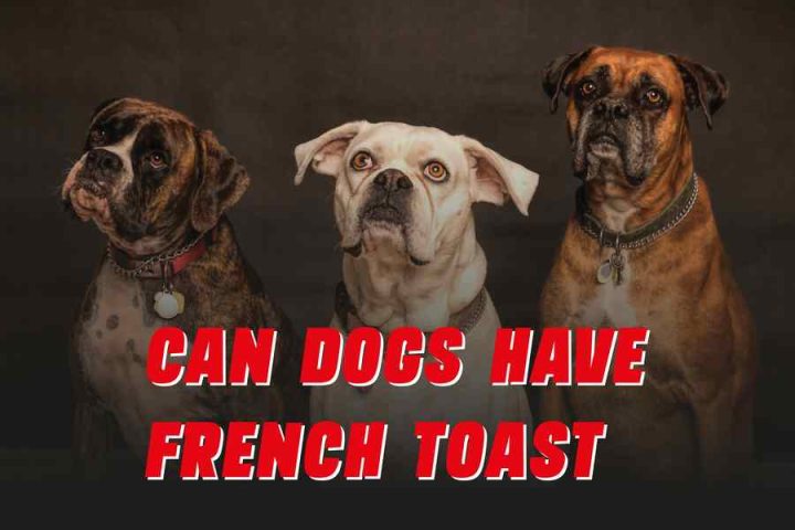 Can Dogs Have French Toast