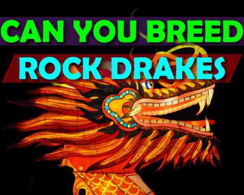 Can You Breed Rock Drakes
