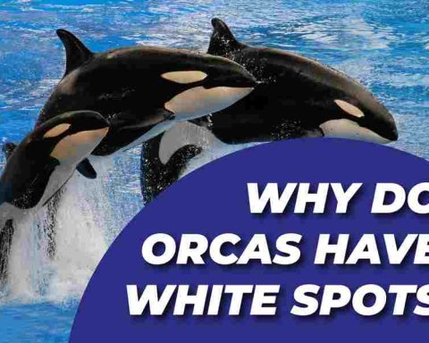 Why Do Orcas Have White Spots