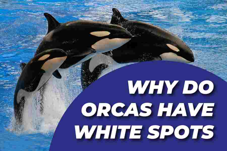 Why Do Orcas Have White Spots