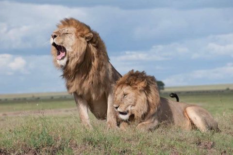 Do Lions Mate With Their Offspring? The Facts You Need To Know!