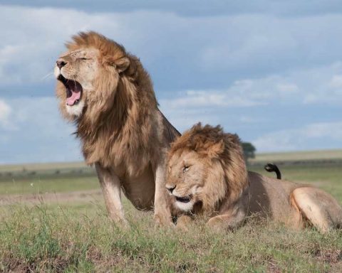 Do Lions Mate With Their Offspring