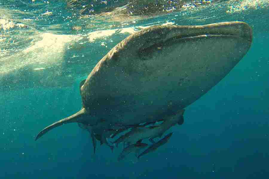 Do Whale Shark Eat Humans