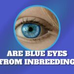 Are blue eyes from inbreeding