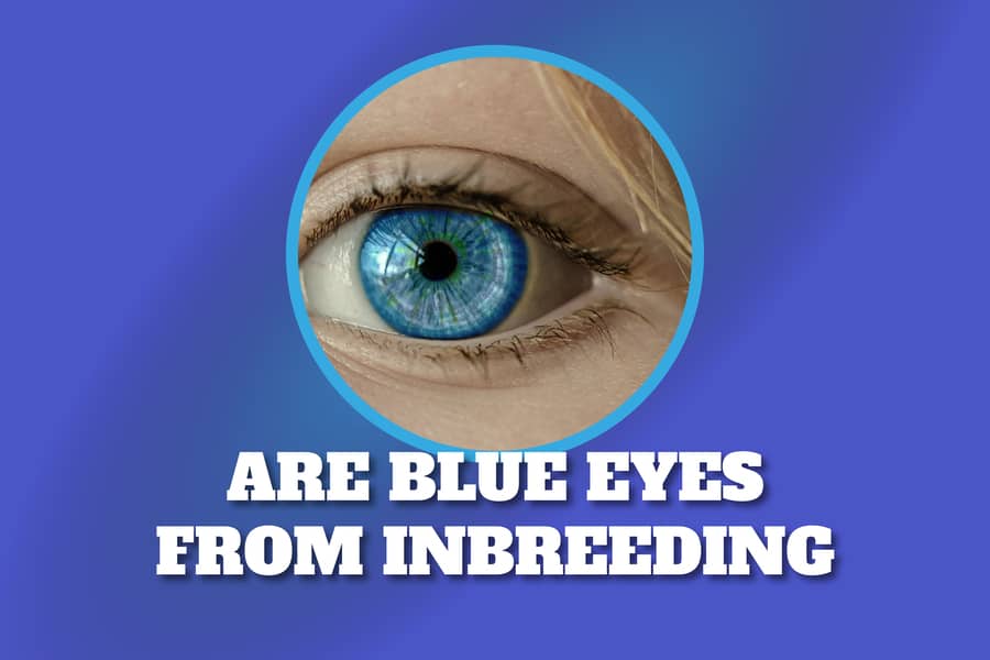 Are blue eyes from inbreeding