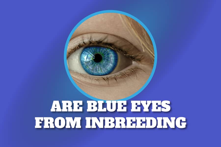 Are Blue Eyes From Inbreeding The Truth About Eye Color