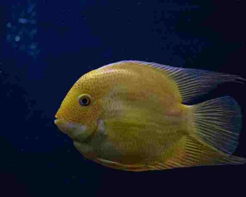 Yellow Fish Names