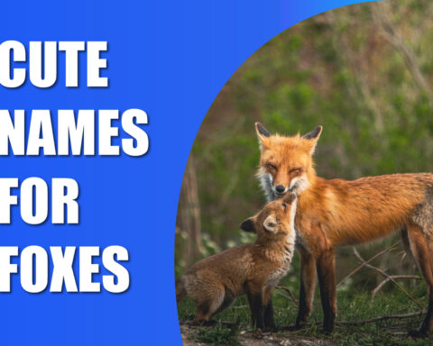 Cute Names For Foxes