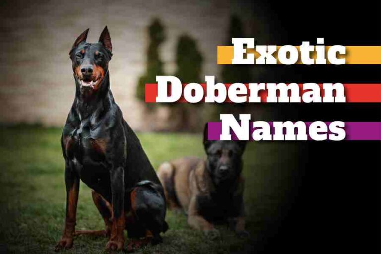 220 Exotic Doberman Names: Finding The Perfect Name For Your Loyal ...