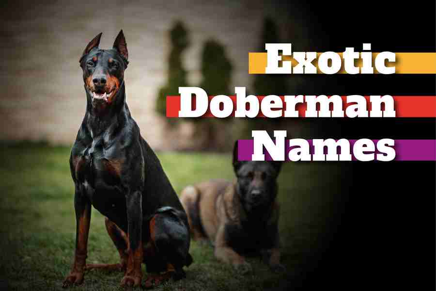 Exotic Doberman Names
