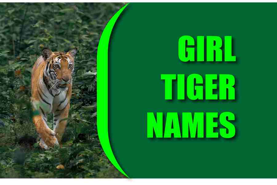 Girl Tiger Names