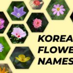Korean Flower Names