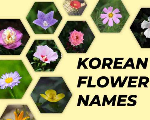 Korean Flower Names