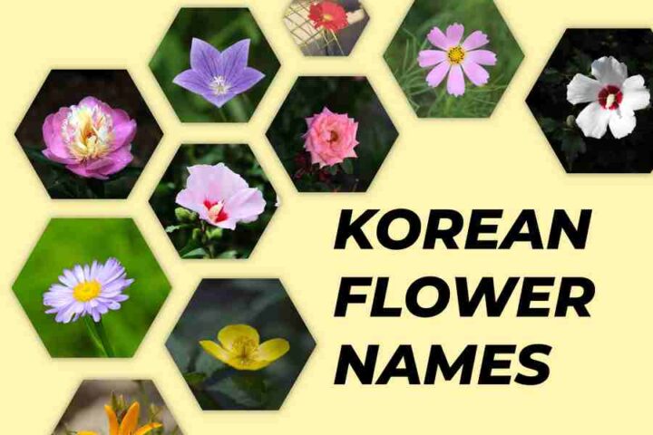 200-korean-flower-names-blooming-beauties-americas-wire