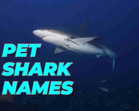 Pet Shark Names