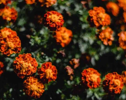 Which Marigolds Are Best For Pest Control