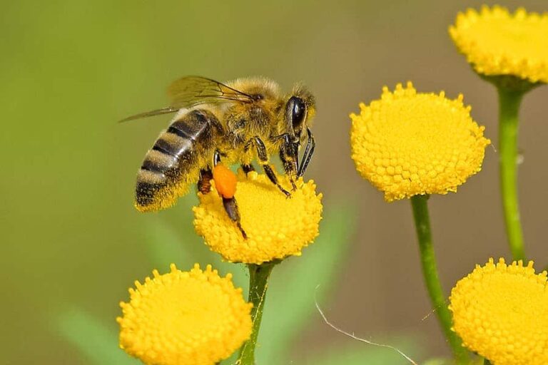 200-bee-pun-names-crafting-humor-with-wordplay-americas-wire