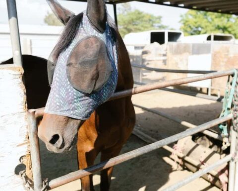 can horses see through fly masks