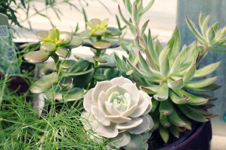 Do Succulents Need A Lot Of Light
