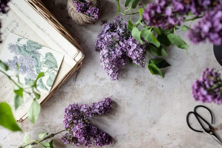 How To Propagate Lilacs