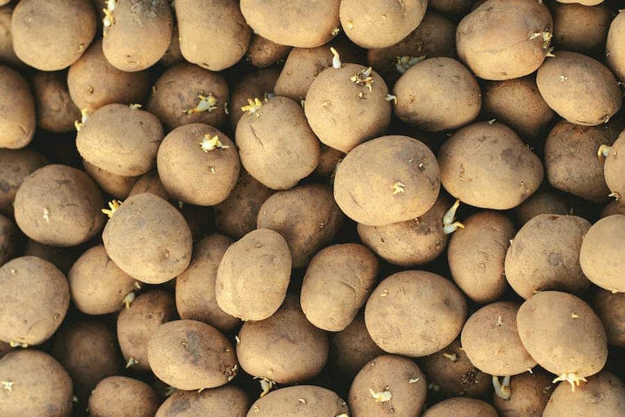 When To Plant Potatoes In NC